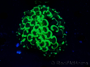 WYSIWYG Euphyllia ancora (Mariculture acclimated under LED) 8 (Skeleton 6 cm/Open 12 cm)
