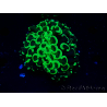 WYSIWYG Euphyllia ancora (Mariculture acclimated under LED) 8 (Skeleton 6 cm/Open 12 cm)