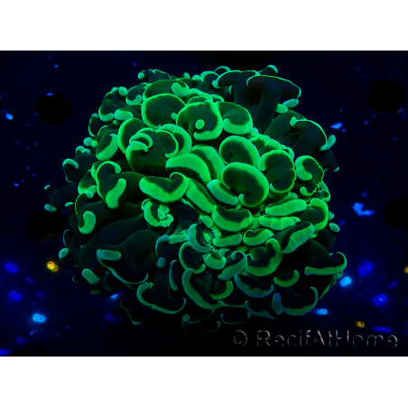 WYSIWYG Euphyllia ancora(Mariculture acclimaté sous LED) 7 (Skeleton 7 cm/Open 11 cm)