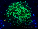 WYSIWYG Euphyllia ancora (Maricultura aclimatada bajo LED) 7 (Esqueleto 7 cm/Abierto 11 cm)