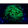 WYSIWYG Euphyllia ancora(Mariculture acclimaté sous LED) 7 (Skeleton 7 cm/Open 11 cm)