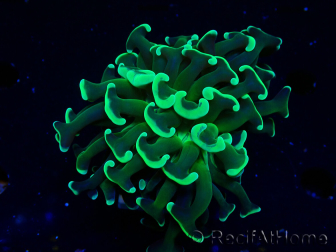 WYSIWYG Euphyllia ancora (Maricoltura acclimatata sotto LED) 6 (Scheletro 5 cm/Aperto 10 cm)