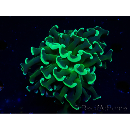 WYSIWYG Euphyllia ancora(Mariculture acclimaté sous LED) 6 (Skeleton 5 cm/Open 10 cm)