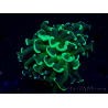 WYSIWYG Euphyllia ancora (Mariculture acclimated under LED) 6 (Skeleton 5 cm/Open 10 cm)