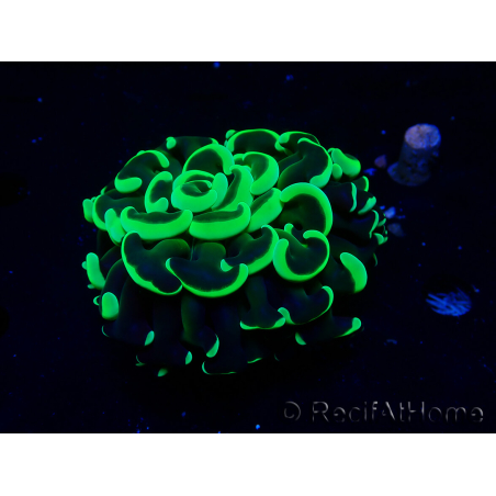 WYSIWYG Euphyllia ancora(Mariculture acclimaté sous LED) 6 (Skeleton 5 cm/Open 10 cm)