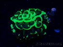 WYSIWYG Euphyllia ancora (Maricoltura acclimatata sotto LED) 6 (Scheletro 5 cm/Aperto 10 cm)