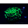 WYSIWYG Euphyllia ancora(Mariculture acclimaté sous LED) 6 (Skeleton 5 cm/Open 10 cm)