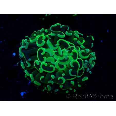 WYSIWYG Euphyllia ancora (Maricultura acclimatata sotto LED) 7 (Scheletro 7 cm/Aperto 11 cm)