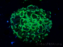 WYSIWYG Euphyllia ancora(Mariculture acclimaté sous LED) 7 (Skeleton 7 cm/Open 11 cm)
