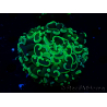 WYSIWYG Euphyllia ancora (Maricultura aclimatada bajo LED) 7 (Esqueleto 7 cm/Abierto 11 cm)