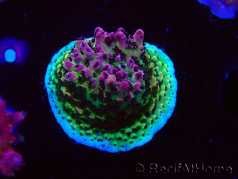 WYSIWYG RAH Acropora hyacinthus Pink Planet