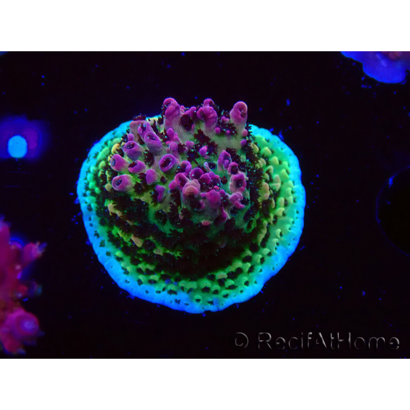 WYSIWYG RAH Acropora hyacinthus Pink Planet 5B6