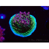 WYSIWYG RAH Acropora hyacinthus Pink Planet 5B6