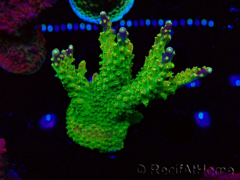 WYSIWYG MH Acropora natalensis 5C1