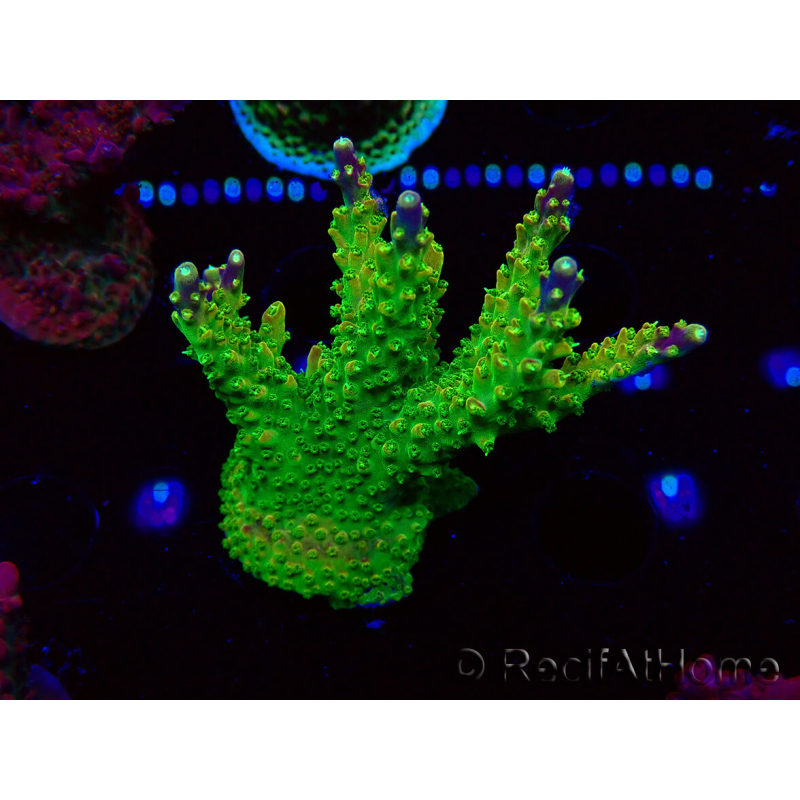 WYSIWYG MH Acropora natalensis 5C1