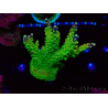 WYSIWYG MH Acropora natalensis