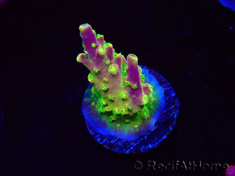 WYSIWYG MH Acropora natalensis 5C5