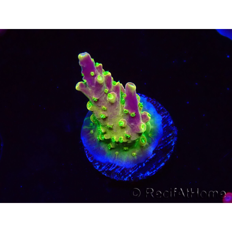 WYSIWYG MH Acropora natalensis