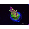 WYSIWYG MH Acropora natalensis