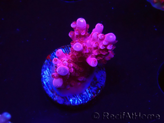WYSIWYG RAH Acropora ballerina