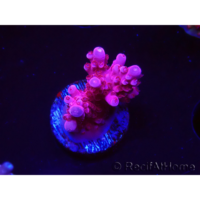 WYSIWYG RAH Acropora ballerina