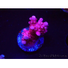 WYSIWYG RAH Acropora ballerina 5C6