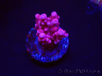 WYSIWYG RAH Acropora ballerina