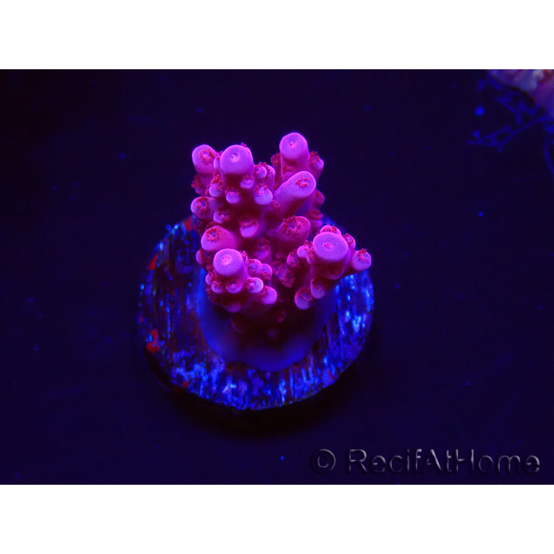 WYSIWYG RAH Acropora ballerina 5C7