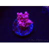WYSIWYG RAH Acropora ballerina 5C7