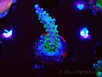 WYSIWYG RAH Acropora Blue Lagoon