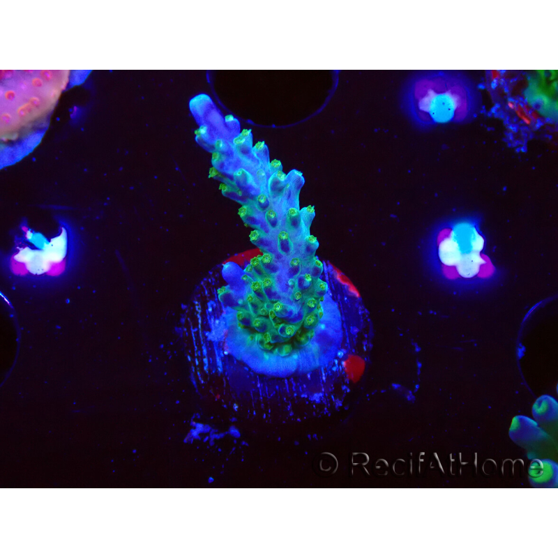 WYSIWYG RAH Acropora Blue Lagoon