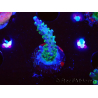 WYSIWYG RAH Acropora Blue Lagoon 5E1
