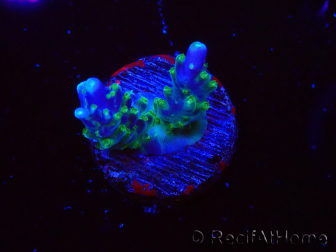 WYSIWYG RAH Acropora Blue Lagoon
