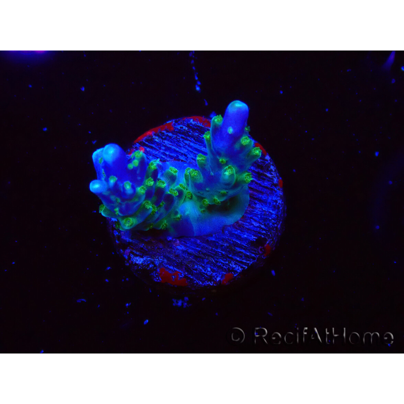 WYSIWYG RAH Acropora Blue Lagoon 5E3