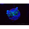WYSIWYG RAH Acropora Blue Lagoon 5E3