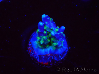 WYSIWYG RAH Acropora Blue Lagoon