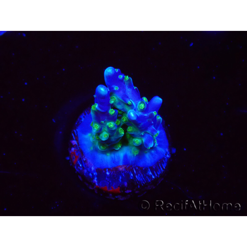 WYSIWYG RAH Acropora Blue Lagoon 5E4
