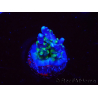 WYSIWYG RAH Acropora Blue Lagoon 5E4