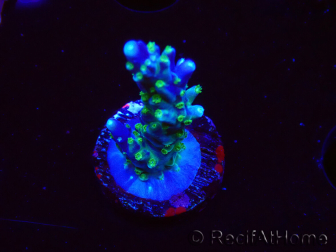 WYSIWYG RAH Acropora Blue Lagoon