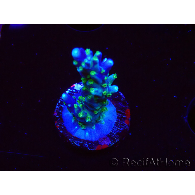 WYSIWYG RAH Acropora Blue Lagoon