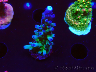 WYSIWYG - RAH Acropora tortuosa 5F1