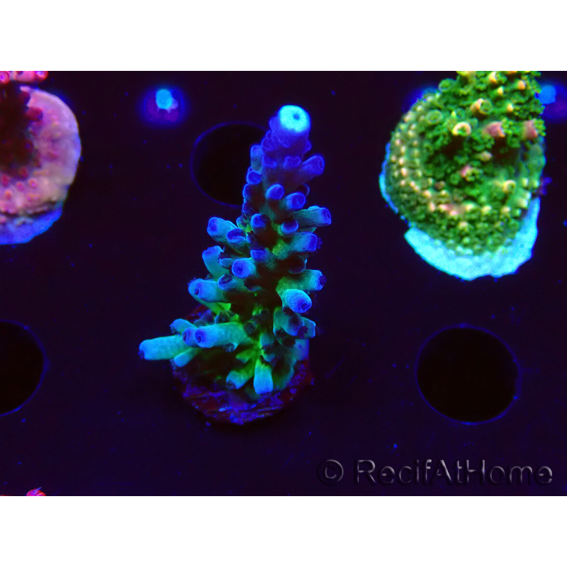 WYSIWYG - RAH Acropora tortuosa
