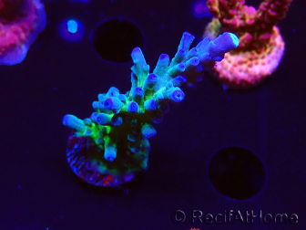 WYSIWYG - RAH Acropora tortuosa 5F2