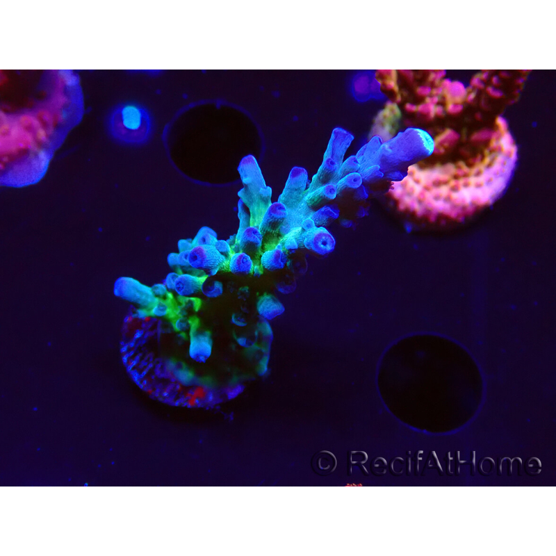 WYSIWYG - RAH Acropora tortuosa 5F2
