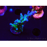 WYSIWYG - RAH Acropora tortuosa 5F2