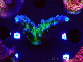 WYSIWYG - RAH Acropora tortuosa 5F4