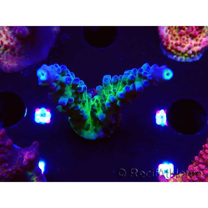 WYSIWYG - RAH Acropora tortuosa