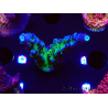 WYSIWYG - RAH Acropora tortuosa