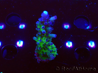 WYSIWYG - RAH Acropora tortuosa
