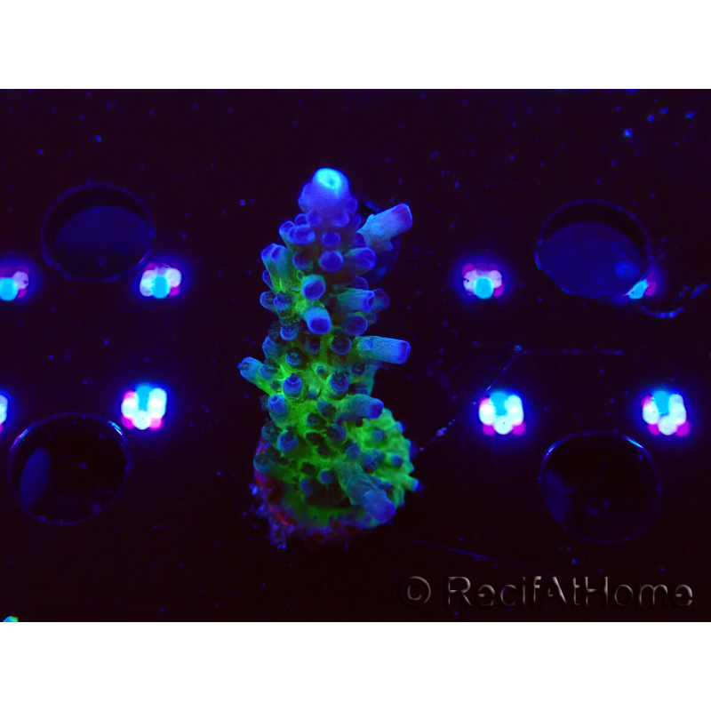 WYSIWYG - RAH Acropora tortuosa 5F5
